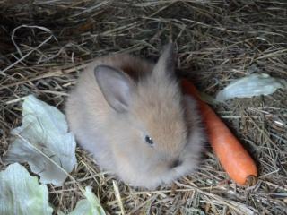 Romantische Ferien auf dem nachhaltig ökologisch sanierten Bauernhof - 2