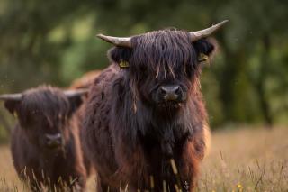 Lawers Luxury Glamping Pet Friendly Pod at Pitilie Pods - Aberfeldy - 4