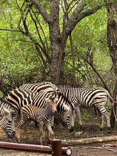 InniBos Marloth Park - Marloth Park - 5