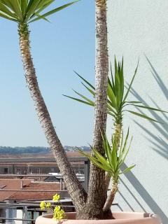 Hotel Chiaraluna - Civitanova Marche - 3