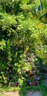 QUIET HOUSE GARDEN NAPLES-POMPEI-SORRENTO - Trecase - 4