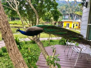 Tree Lake B&B Hualien - 3