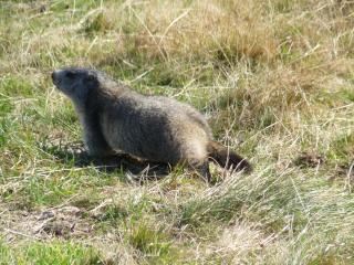 Chalet Hotel Les Marmottes 2 étoiles NN - 9