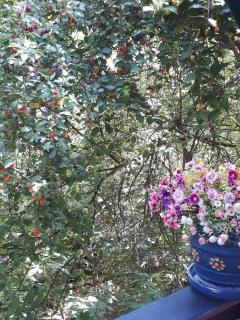 Šumska kuća Sandy - 8