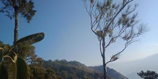 Ale Chojeke - Kalimpong - 5