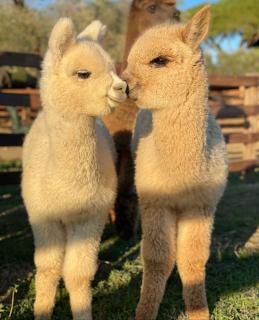 Agriturismo Piani Della Marina - 5