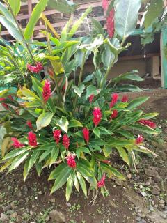 GUEST HOUSE QUINTA NATURAL Bangalots - 1