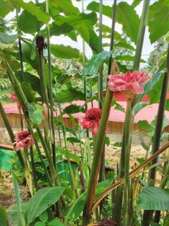 GUEST HOUSE QUINTA NATURAL Bangalots - 2