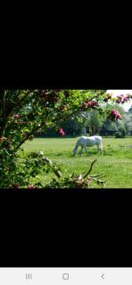 Le Cezembre gîte la Taniere - Moidrey - 6