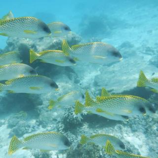 Wasini Raha Snorkeling and Diving - Wasini - 3