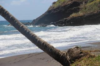 studio dans un écrin vert - 2