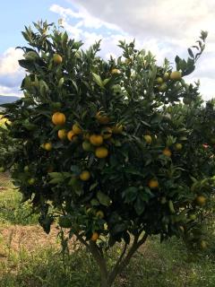 Estancia los pinos - Jenesano - 2