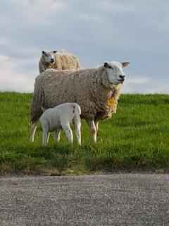 "Het Steechje" in Ie bij Schiermonnikoog en Ameland - Ee - 3