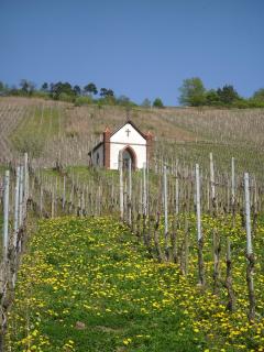 Kappes-Koppelkamm - Zeltingen-Rachtig - 4