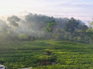 Best Mist - Idukki - 6