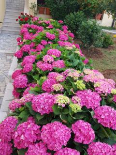 Apartments Magnolia - 2