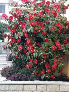 Apartments Magnolia - 1