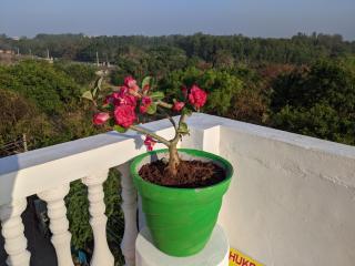 Blue Moon Guest House - Mahabalipuram - 3