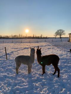 Hoeve Zandbelt - Markelo - 8