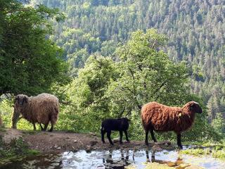 Südalpen Lofts - Bleiburg - 5