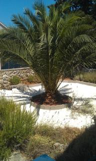 Guest House Tiho - Silba - 2