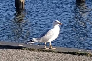 Traveloge mit SCHWIMMBAD und SAUNA - 1