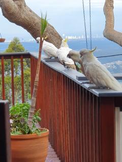 Tamborine Mountain Bed and Breakfast - Mount Tamborine - 3