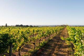 305 in the Vines - Havelock North - 2
