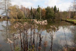 Wiesner's Teichwirtschaft - 4