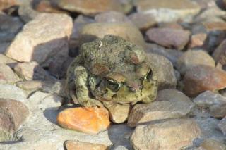The Country Garden - Ladismith - 1