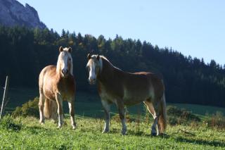 Riederhof inkl. Chiemgaukarte - Ruhpolding - 1