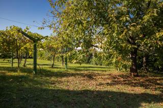 Charming Funtana apartments + Free Bikes - Funtana - 8