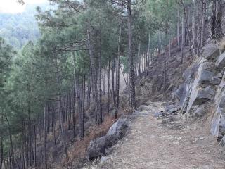 Vista Cottage Solan - 3