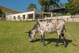 High Season Farm Luxury Cottages - Hermanus - 4