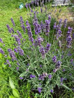 Wiklinowa Zatoka Kaszuby - 9