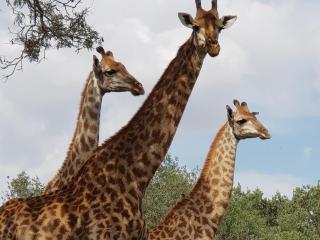 Kwalata Game Lodge - 1