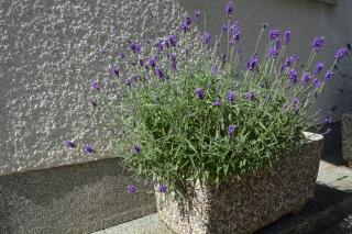 Apartma Zala - Most na Soči (Santa Lucia d'Isonzo) - 4