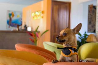 Best Western Posada Chahue - 1