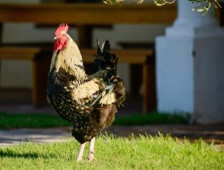 Strandveld Vineyards Cottages - Elim - 6