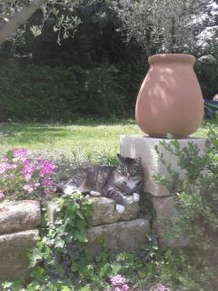 Mas" La Maison de mon Père " Proche AVIGNON à PUJAUT - 3