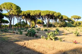 Residence La Canova II - Marina di Grosseto - 4