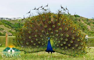 Hotel Parque la Casona - 1