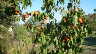 Les Hauts de Vaugines entre Lourmarin et Cucuron - 1