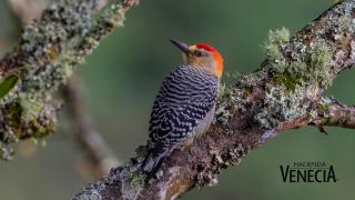 Hacienda Venecia Coffee Farm Hotel - 1