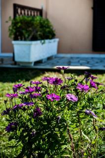 Sea View Studios - Minia - 4