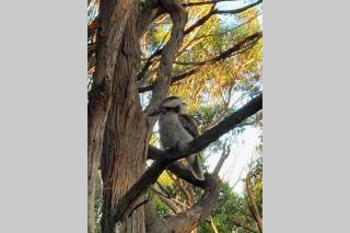 Kookaburra Retreat - 1