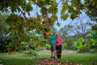 Cape Trib Farm - Cape Tribulation - 1