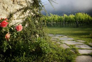 Vineyard Eco Cottage near Dubrovnik - Gruda - 2