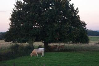 le Chaumois - Saint-Boil - 7
