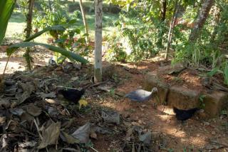 NIDHIVANA FARMS & RESORT, bakrebail-salethoor rd, Mangalore - Mangalore - 5
